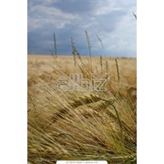 Продажа пшеницы от производителя фото