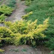 Можжевельник Средний Juniperus х media Gold Star фотография