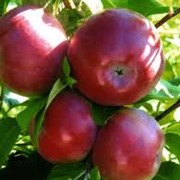 Яблоки лобо фото