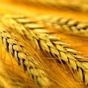 Зерно пшеницы пророщенное измельченное фасованное