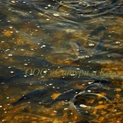 Рыба двухгодовики: растительноядные (белый и пестрый толстолобики, белый амур), карп