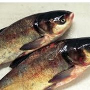 Толстолобик - продажа вырощенной рыбы