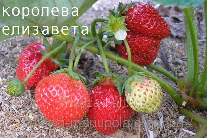 Клубника елизавета 2 описание фото
