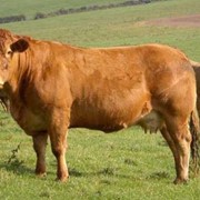 Скот крупный рогатый мясо-молочных пород фотография