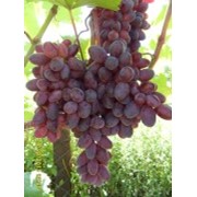 Саженцы винограда Гармония фото
