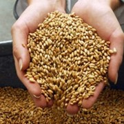 Продовольственная пшеница 3, 4, 5, 6 класс фото