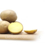 Картофель семенной Колетте вторая РС фотография