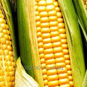Семена гибридов кукурузы Лимагрен фотография