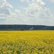 Рапс озимый фото