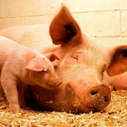 Выращивание и реализация свиней