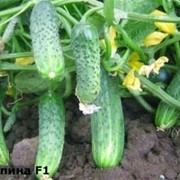 Семена огурца Криспина F1 10 шт. фотография