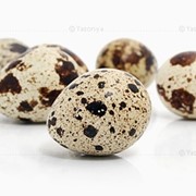 Яйца перепелиные пищевые фотография
