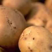 Картофель, закупка картофеля, оптовая закупка фотография