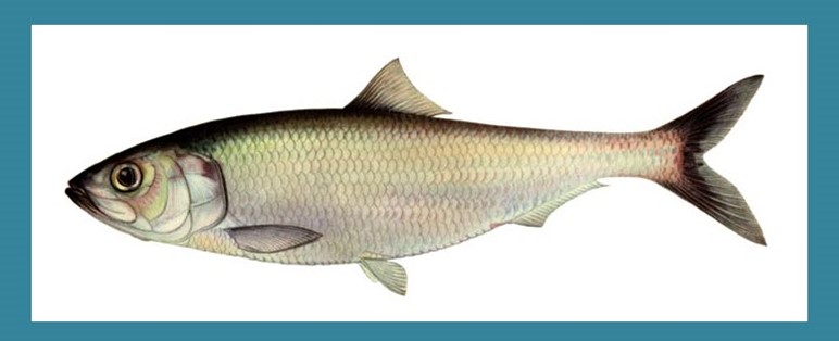 Clupea pallasii. Ахтуба рр4 сельдь. Сельдь кесслера 5 букв. Ахтуба рр4. Сельдь тихоокеанская.