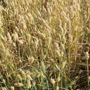 Пшеница Скаген фото