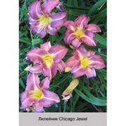 Лилейник Chicago Jewel фото