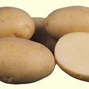 Картофель сверхранний фото