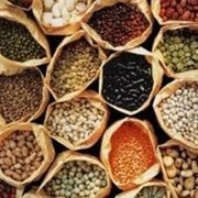 Семена масличных культур оптом