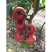 Семена томата индетерминантного розового для пленочных теплиц Томимару Мучо F1 - 500 семян. Семинис. фотография