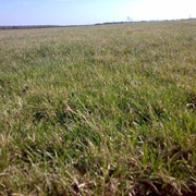 Рулонный газон для затененных участков DLF Trifolium Shadow (Крым) фото