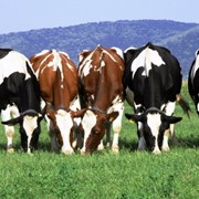 Спермопродукция крупного рогатого скота