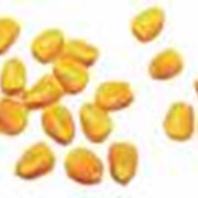 Семена гибрида кукурузы Молдавский--456МВ (ФАО 450) фото