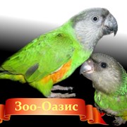 Сенегальский попугай фото