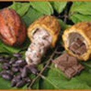 Какао бобы фото