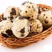 Продам свежие, домашние перепелиные яйца. Продам инкубационное яйцо фотография