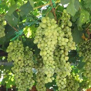 Виноград Vitis Alden C2