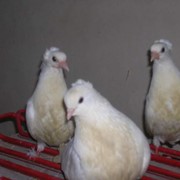 Продажа чубатых голубей фото