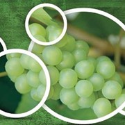 Листовое удобрение для винограда Нутри-Файт РК фото