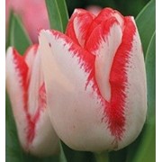 Тюльпаны Beautytrend