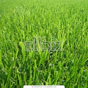 Семена газонных трав, семена травы фотография