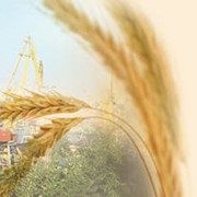 Зерно, зерновые. Торговля, закупка, продажа, Украина фото