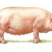 Свиньи " крупная белая ливенской породы"(сальная)
