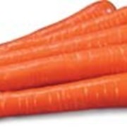 Продам семена моркови Сиркана (1,6-1,8),100000 шт/упак фото
