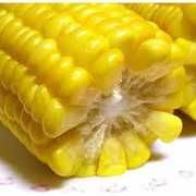 Кукуруза от производителя