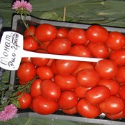 Семена томата (помидора) Рио Гранде F1 0,5 г.