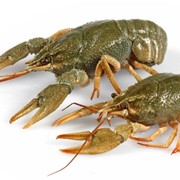 Живые раки средние 40/60 фото