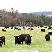 Консультации по вопросам формирования кормовой базы сельскохозяйственных животных