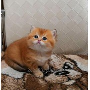 Британские породистые котята п-ик JEWEL-SAPPHIRE фото