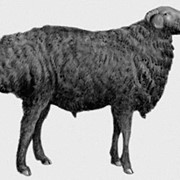 Овцы эдильбаевской породы