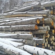 500 кубов смешанного леса (6 метров) –дуб, сосна, липа фото
