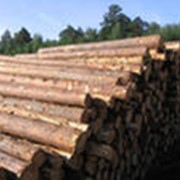 Балансы хвойные фото