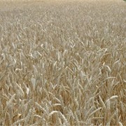 Озима пшениця Сорт Каланча фото