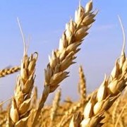 Зерно, зерновые культуры на экспорт фотография