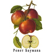 Сорт яблони (яблок) Ренет Баумана фото