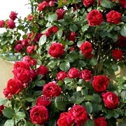 Роза Red Eden Rose фото