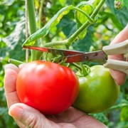 Свежие помидоры сорта “Линда“ фото